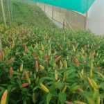 उत्तराखंड सरकार की योजना से बदली कमलेश की तकदीर।बंजर खेती को फूलों से लाद दिया ।