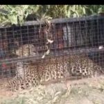 ग्रामीण क्षेत्र में पिजरे में कैद हुआ बाघ।आदमखोर है या नहीं भविष्य के गर्त में छुपा है।