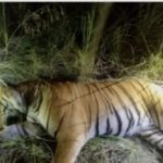 अलग अलग जगह से वन्यजीव हिंसक आया लपेट में एक दोपहिया वाहन में फंसा तो दूसरा पिंजरे में।