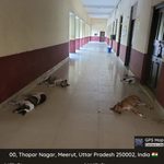 नगर निगम को सुप्रीम कोर्ट के आदेश के बावजूद खूंखार कुत्तों पर नहीं हो रही कार्रवाई प्रतिदिन काट रहे हैं लोगों को कुत्ते