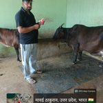 लम्पी स्किन डिजीज की रोकथाम को लेकर सम्भल में व्यापक टीकाकरण अभियान जारी